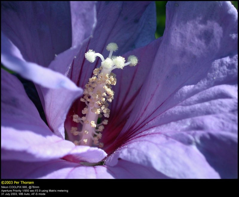 Hibiscus Blue Bird (Hawaii Blomst / Hibiscus Hybride Marina)