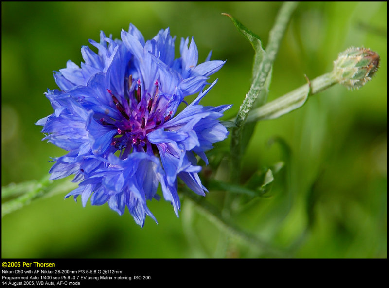 Cornflower (Kornblomst / Centaurea cyanus)