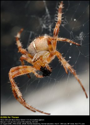 Garden spider (Korsedderkop / Araneus diadematus)