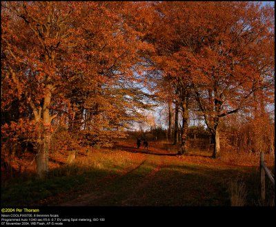 Fall colors in Folehaven, Nysted, Denmark