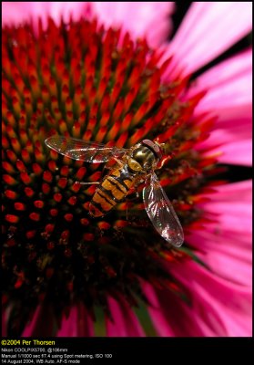 Marmelade Fly (Dobbeltbåndet svirreflue / Episyrphus balteatus)