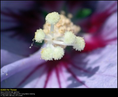 Hibiscus Blue Bird (Hawaii Blomst / Hibiscus Hybride Marina)