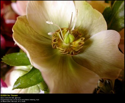 Lenten rose (Hvidlig Julerose / Helleborus orientalis ssp. abcasicus)