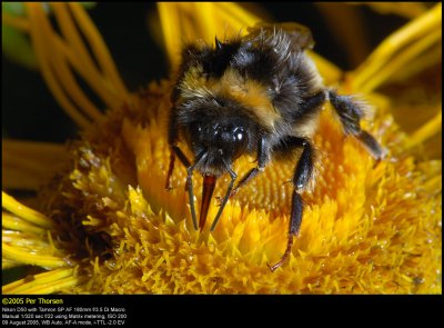 Bumblebee (Humlebi / Bombus terrestris)