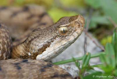 Vipre aspic, Vipera aspis aspis