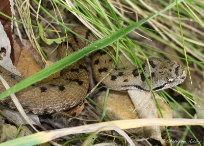 Vipre aspic, Vipera aspis aspis