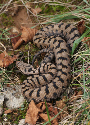 Vipre aspic, Vipera aspis aspis