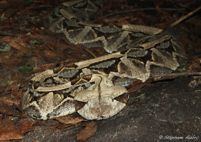 Vipre rhinoceros, Bitis rhinoceros