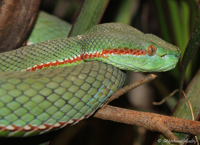 Vipre  fossettes de Gumprecht, Trimeresurus gumprechti