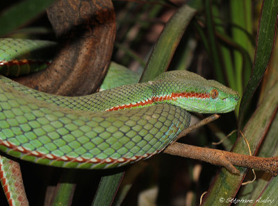 Vipre  fossettes de Gumprecht, Trimeresurus gumprechti