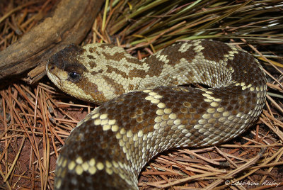 Crotale  queue noire, Crotalus molossus