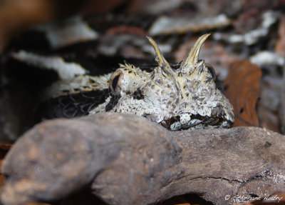 Bitis nasicornis x gabonica