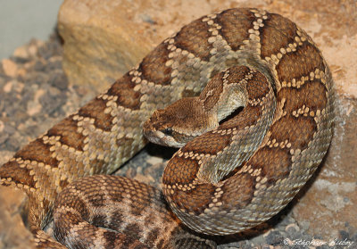 Crotale du Pacifique Sud, Crotalus oreganus helleri