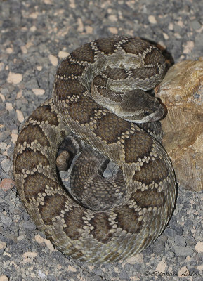 Crotale du Pacifique Sud, Crotalus oreganus helleri