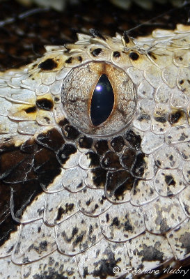 Bitis nasicornis x gabonica