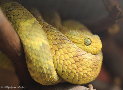 Atheris squamigera