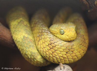 Vipre arboricole du Zare, Atheris squamigera