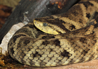 Fer de lance colombien, Bothrops colombiensis