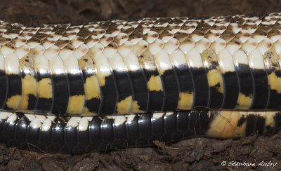 Heterodon nasicus