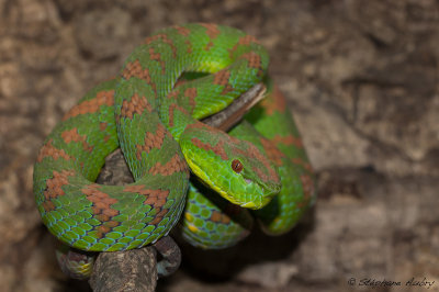 Trimeresurus f. flavomaculatus