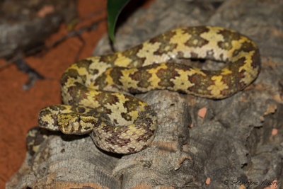 Trimeresurus puniceus