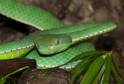 Trimeresurus vogeli