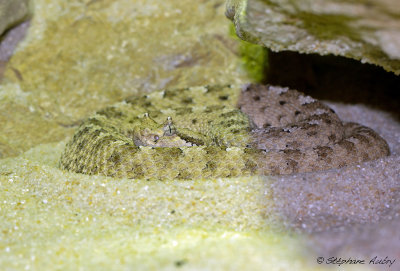 Crotalus cerastes