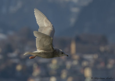 G.  ailes blanches, Larus glaucoides