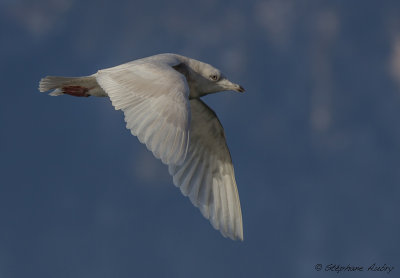 G.  ailes blanches, Larus glaucoides