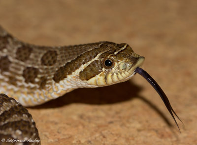 Heterodon nasicus