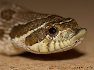 Heterodon nasicus