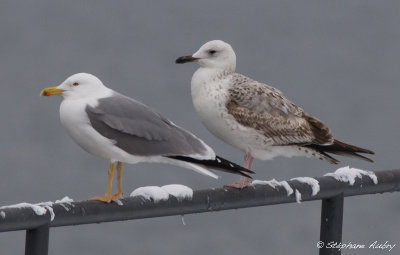 Goland pontique, Larus cachinnans