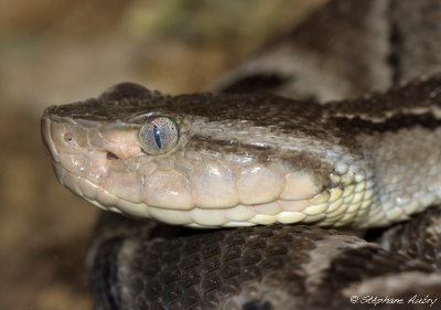 Bothrops moojeni