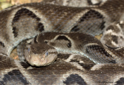 Bothrops moojeni