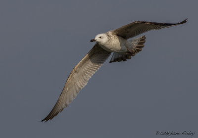 Goland pontique, Larus cachinnans