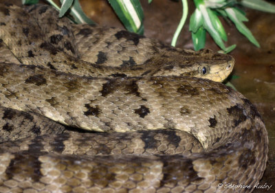 Bothrops atrox