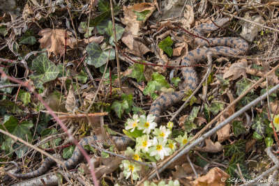 Vipre aspic, Vipera aspis aspis