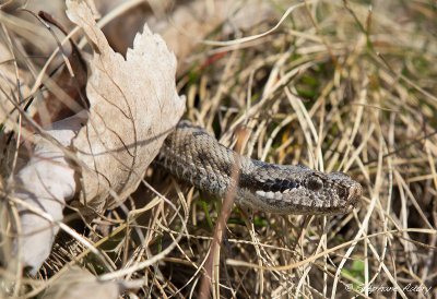 Vipre aspic, Vipera aspis aspis