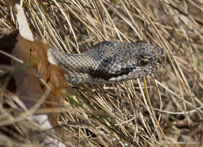 Vipre aspic, Vipera aspis aspis