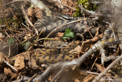 Vipre aspic, Vipera aspis aspis