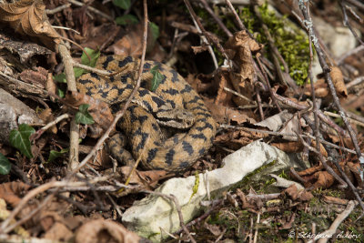 Vipre aspic, Vipera aspis aspis