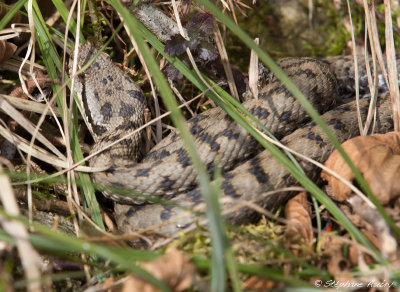 Vipre aspic, Vipera aspis aspis