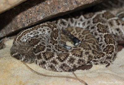 Crotalus atrox