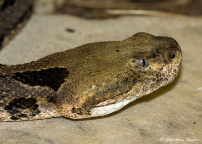 Crotalus horridus atricaudatus