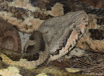 Macrovipera mauritanica
