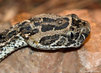 Vipre heurtante, Bitis arietans