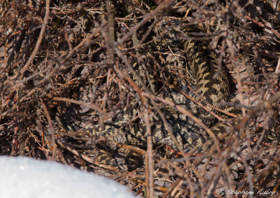 Vipère péliade, Vipera berus berus