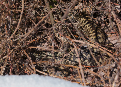 Vipère péliade, Vipera berus berus