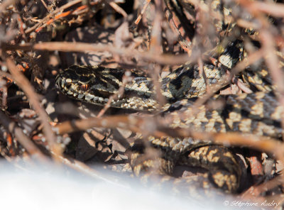 Vipère péliade, Vipera berus berus