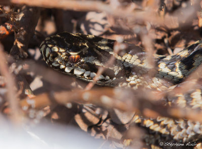 Vipère péliade, Vipera berus berus